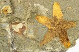 Plate Of Starfish, Edrioasteroids, Crinoid & Trilobite - Pos/Neg #254040-4